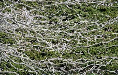 Branches and twigs pattern Branches and twigs pattern in a forest network,... Stock Photos