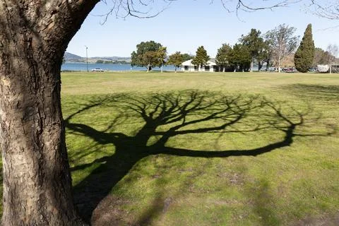 Branches and twigs of tree form shadow pattern on lawn 스톡 사진