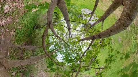 Branches and twigs of the trees in the forest Stock Footage 92226274