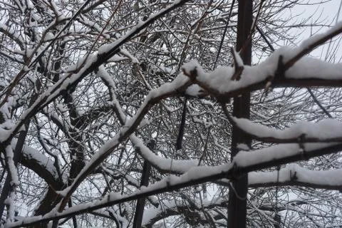Branches and twigs of trees under the winter beautiful snow on street Stock Photos