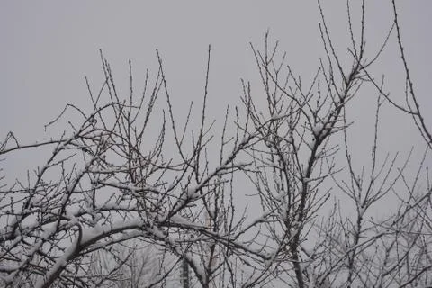 Branches and twigs of trees under the winter beautiful snow on street Stock Photos