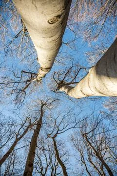 Branches and twigs of trees without leaves in winter. Photographed against the 스톡 사진