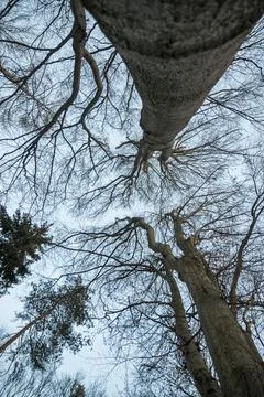 Branches and twigs of trees without leaves in winter. Photographed against the 스톡 사진