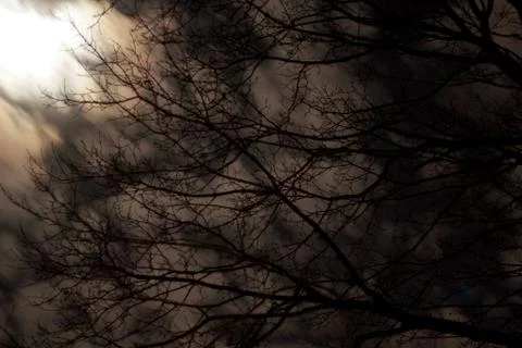 Branches and Winter Clouds at Night Stock Photos