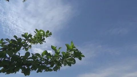 Branches of apple and parachutists Video stock 75361772