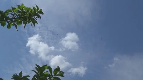 Branches of apple and parachutists Stockbeeldmateriaal 75361783