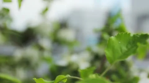 Branches Of Apple And Station Video stock 11298818