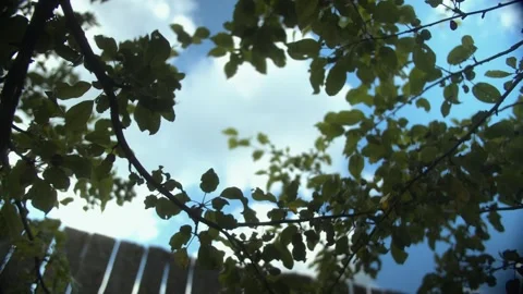 Branches of an apple tree against the sky, with a wooden fence in the background Stock Footage 257765289