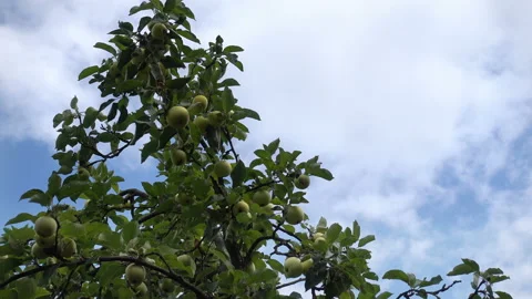 Branches of an apple tree with apples Видео 93885205