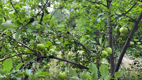 Branches of an apple tree with apples sway in the wind in a green garden. Video stock 244160232