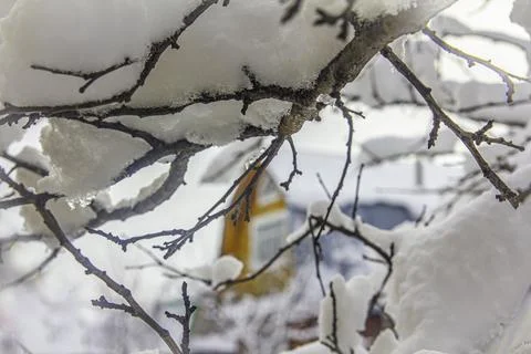 The branches of the apple tree are covered with a thick layer of snow after h Stock Photos