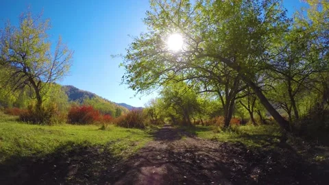 Branches of apple tree. Beautiful bright sunshine through green leaves. Stock Footage 145942015