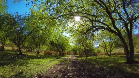 Branches of apple tree. Beautiful bright sunshine through green leaves. Video stock 145942231