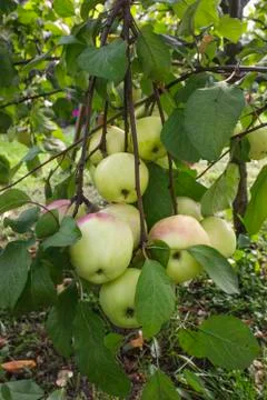 Branches of apple tree bent under weight of bountiful harvest Stock Photos