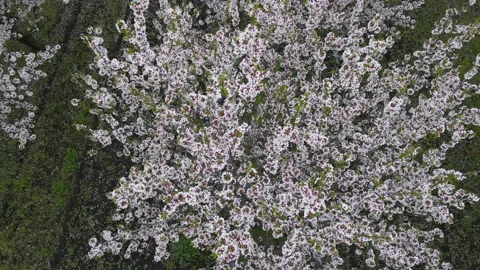 The branches of the apple tree that bloomed in spring sway in the wind Video stock 157760042