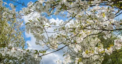 Branches of apple tree blooming with white flowers against the sky. Stock Photos