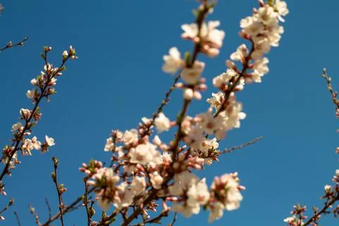 Branches of an apple tree on a blue background. Stock Photos