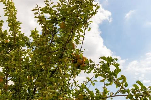 Branches of an apple tree from bottom to top with Blue Sky Stock Photos