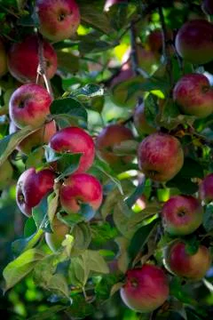 The branches of the Apple tree break under the weight of the apples Stock Photos