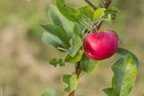 The branches of the Apple tree break under the weight of the apples Stock Photos