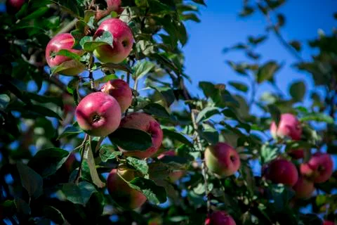 The branches of the Apple tree break under the weight of the apples Stock Photos