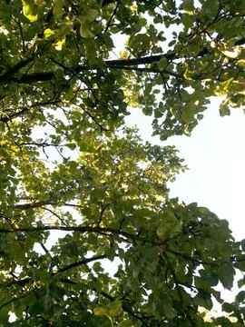 Branches of an apple tree with dense foliage against a light sky. Stock Photos