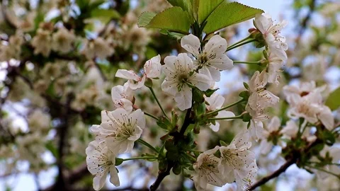 Branches apple tree Stock Footage 123327171