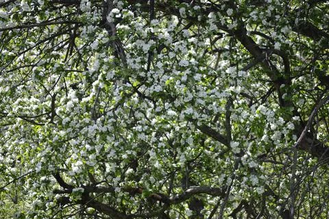 Branches of an apple tree full of  white flowers Foto stock
