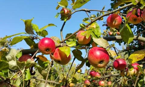 Branches of an apple-tree with ripe red apples Stock Photos