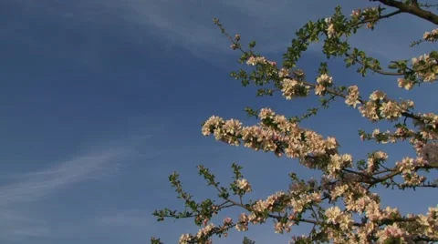 Branches Of Apple Trees Against The Sky Stock-Footage 52699051