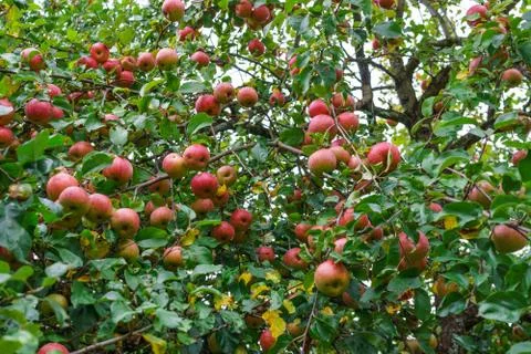 Branches of apple trees bending under the weight of fruits in the garden. Stock Photos