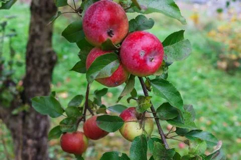 Branches of apple trees bending under the weight of fruits in the garden. Stock Photos