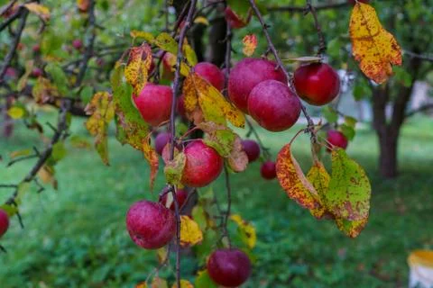 Branches of apple trees bending under the weight of fruits in the garden. Stock Photos
