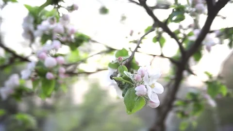 Branches of apple trees with flowers. An apple tree blooming in spring in the Stock Footage 168128160
