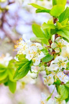 Branches of apple trees in flowers Stock Photos