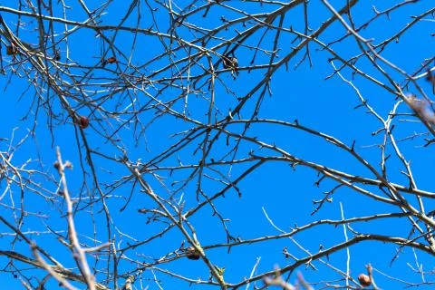 Branches of apple trees Stock Photos