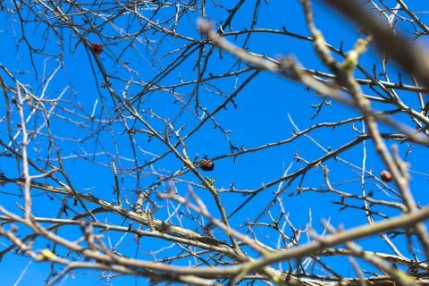 Branches of apple trees Foto stock