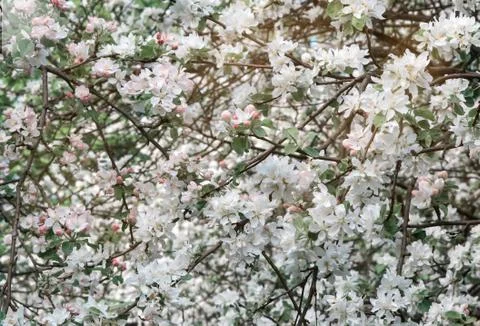 The branches of Apple trees, profusely covered with white flowers. Stock Photos