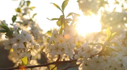 Branches Of Apple Trees In Sunlight Stock Footage 63174791