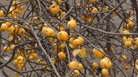 Branches of apple trees swing in the wind Stock Footage 75734513