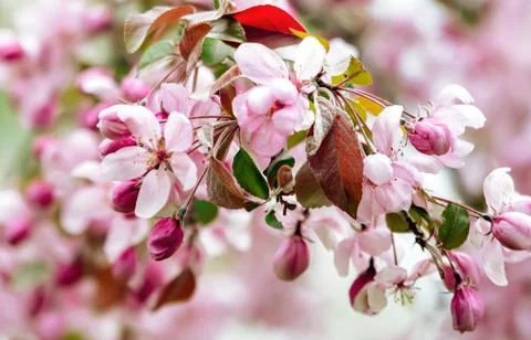 Branches of apples with bundle crab apple blossom pink flowers of spring Stock Photos