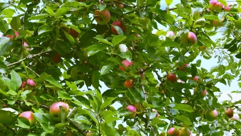 Branches with apples 스톡 동영상 283269243