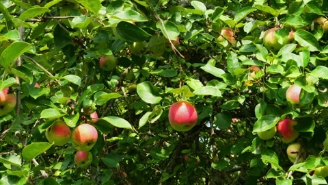 Branches with apples 스톡 동영상 283435468