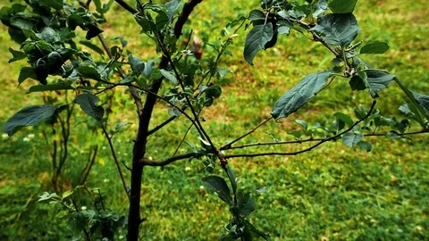 Branches of apples in the pouring rain Vídeos de archivo 93676254
