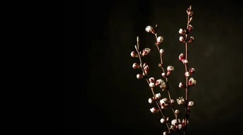 Branches of apricot, blooming Stock-Footage 48117168