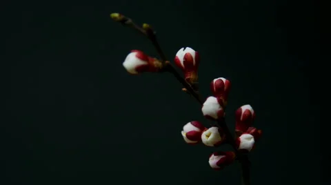 Branches of apricot, blooming Stock Footage 50366726