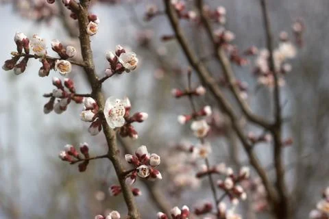 Branches of apricot with flowers and buds against the blue sky. Stock Photos