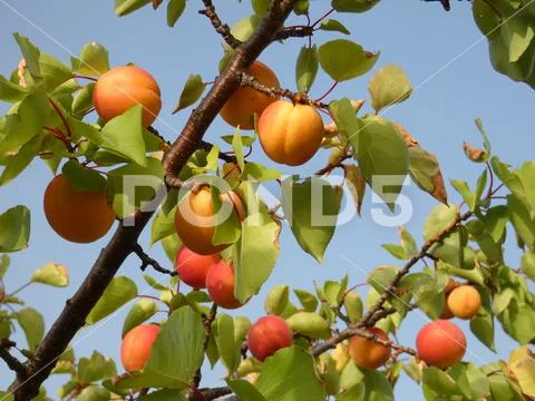 Branches of an apricot tree Stock Photos