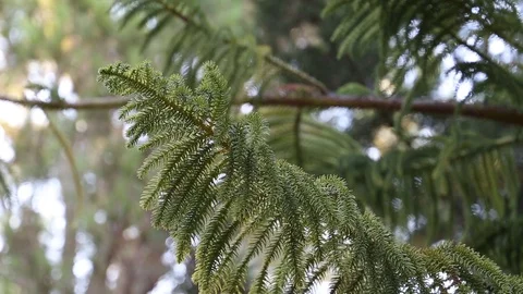 Branches of Araucaria Stock Footage 102461568