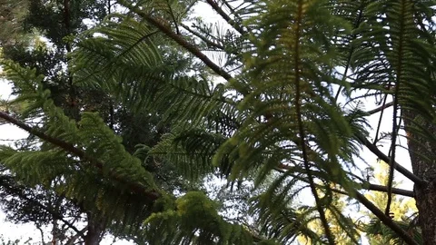 Branches of Araucaria Stock Footage